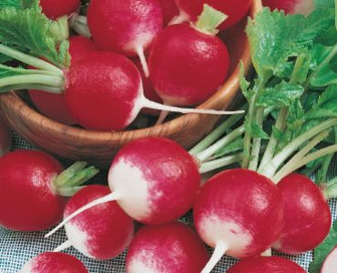 репички Tondo Piccola Punta Bianca`SG