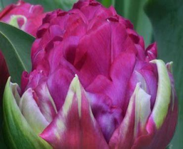 Лалета  Purple Exotic 