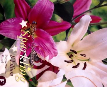 лилиум Sparkling Purple/White