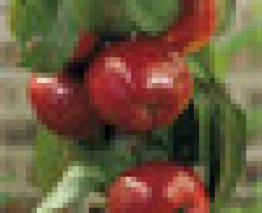 Ябълка тъмно червена - Malus domestica 'braeburn'