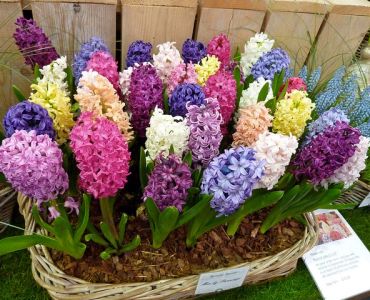 Зюмбюли Микс 14/15