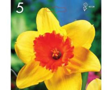 Нарцис Large-Cuped Juanita (пакет-5 луковици)