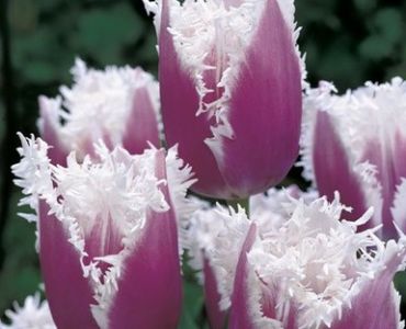 лале Fringed Cummins