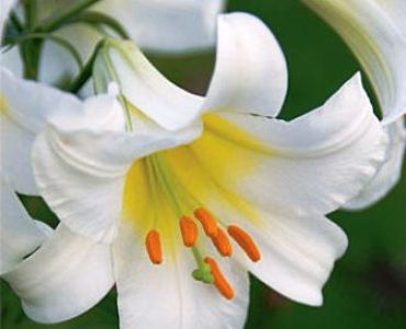 Лилиум тромпет White 16/18