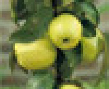 Ябълка Златна превъзходна - Malus domestica 'golden delicious'