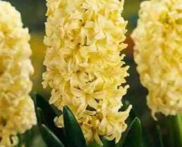 Зюмбюл City of Haarlem 14/15