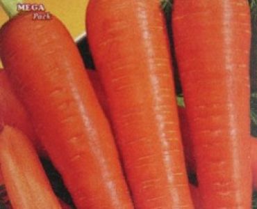 моркови Берликум