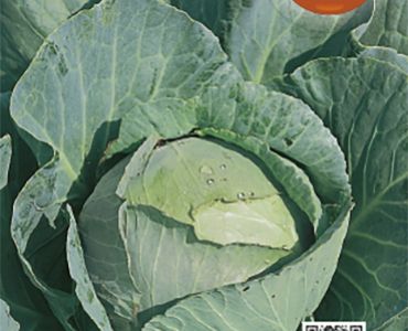 зеле Футошки`SG