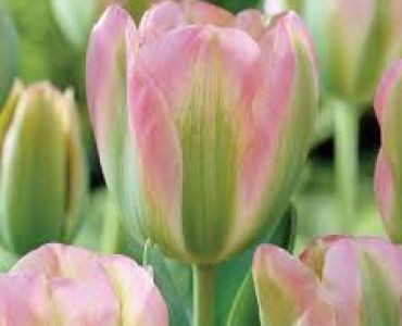 лале Viridiflora Groenland