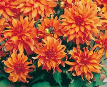 Далия Autumn Fairy