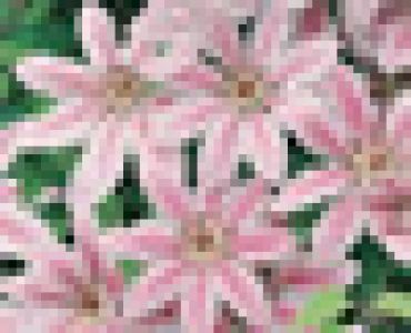 Клематис 'Nelly Moser' (розово с бяло)