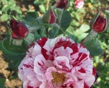 Облагородена храстовидна роза Флоров: Каталожен номер 18