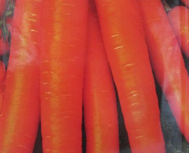моркови Нантски