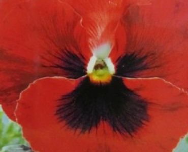 теменуга Тъмно червена