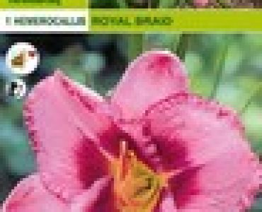 хамерокалис Royal Braid (пакет)