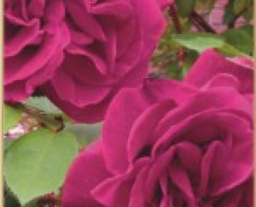 Храстовидна роза 008