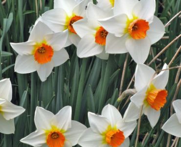 Нарцис Geranium