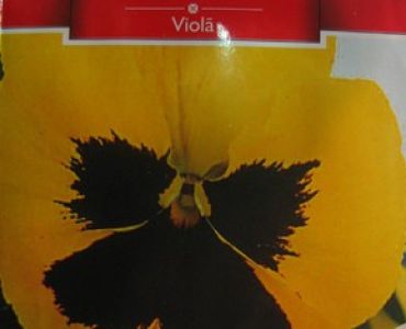 теменуга Жълта с черно сърце