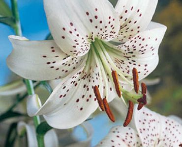 лилиум тигров Бял