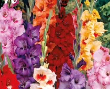 Гладиоли Mix 