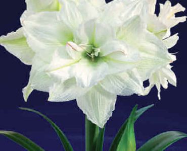 Амарилис кичест (Amaryllis Hippeastrum) Jewel