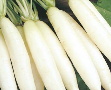 репички Бели дълги`SG