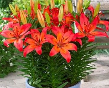 Лилиум Matrix 12/14