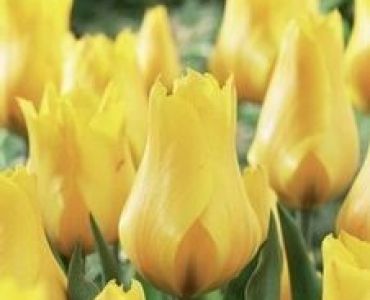 лале Greigii Gold West (25 см)