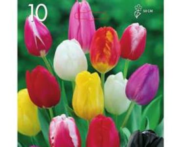 Лале Triumph-Mixed