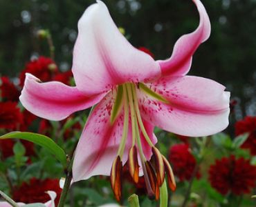 лилиум хибрид Anastasia