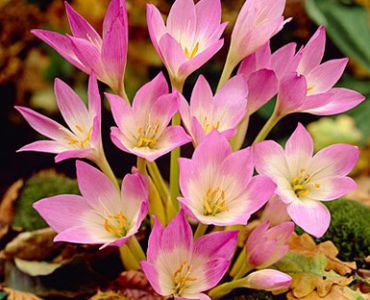 Есенен минзухар розов (Colchicum Giant)