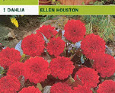 далия ниска Ellen Houston