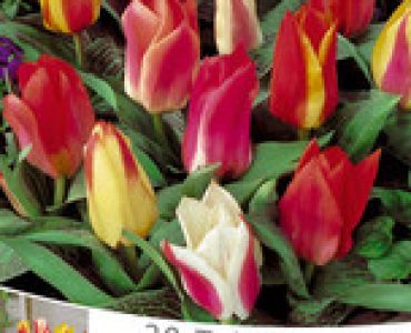 Лалета Greigii микс 20 бр (пакет) - 25 см