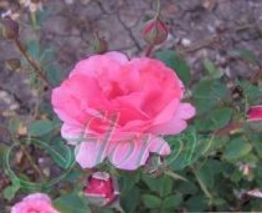 Облагородена бордюрна роза Флоров: Каталожен номер 40