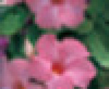 дипладения Розова