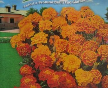 Тагетес (nana patula in mix)