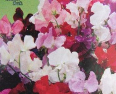 Декоративен грах