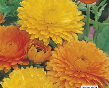 Невен смес`SG