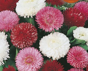 Парички кичести Микс`SG