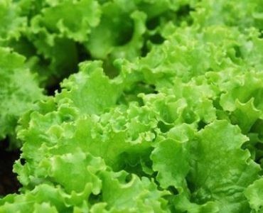 салата Лорибел