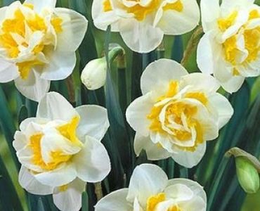 нарцис Double Flower Drift