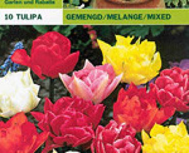 Лалета кичести микс 10 бр (пакет)