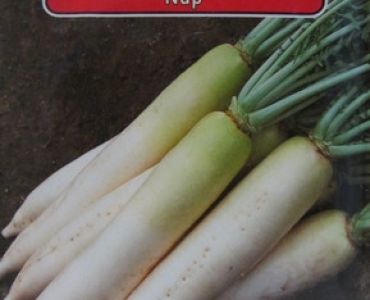 ряпа Бяла дълга