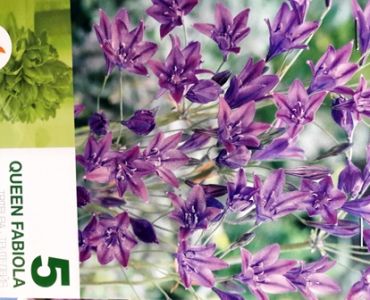 Трителия Queen Fabiola