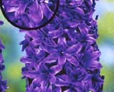 Зюмбюл кичест Crystal Palace 14/15