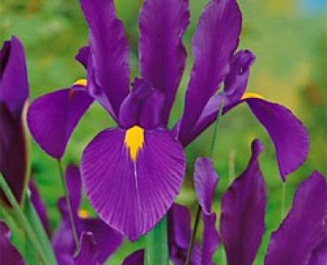 Ирис hollandica purple sensation