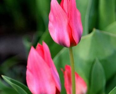 лале Multiflora Toronto