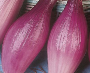 лук Роса Лунга`SG