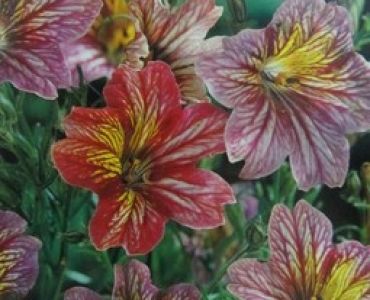 Салпиглосис