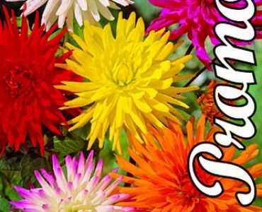 Далия Cactus Mix (3 корена)